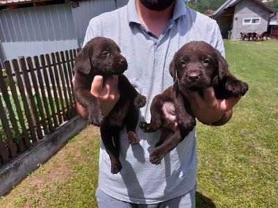 Labrador retriver, okoladno leglo  